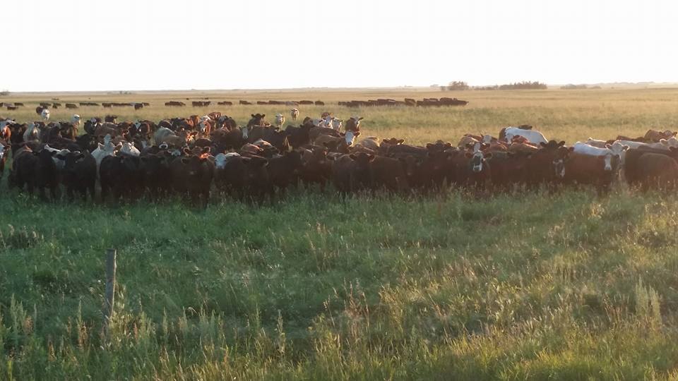 Feedlot Overview