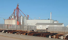 Feedlot