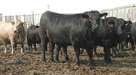 Feedlot