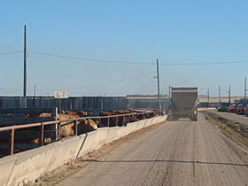 Feedlot