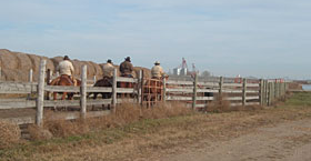 Feedlot