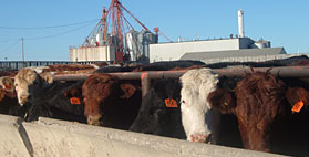 Feedlot