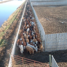 Moving cattle from pen to pen along the back alley
