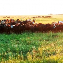 The morning sun shining down on some of our grass cattle