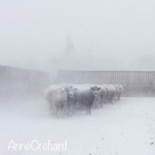 Checking cattle in a blizzard