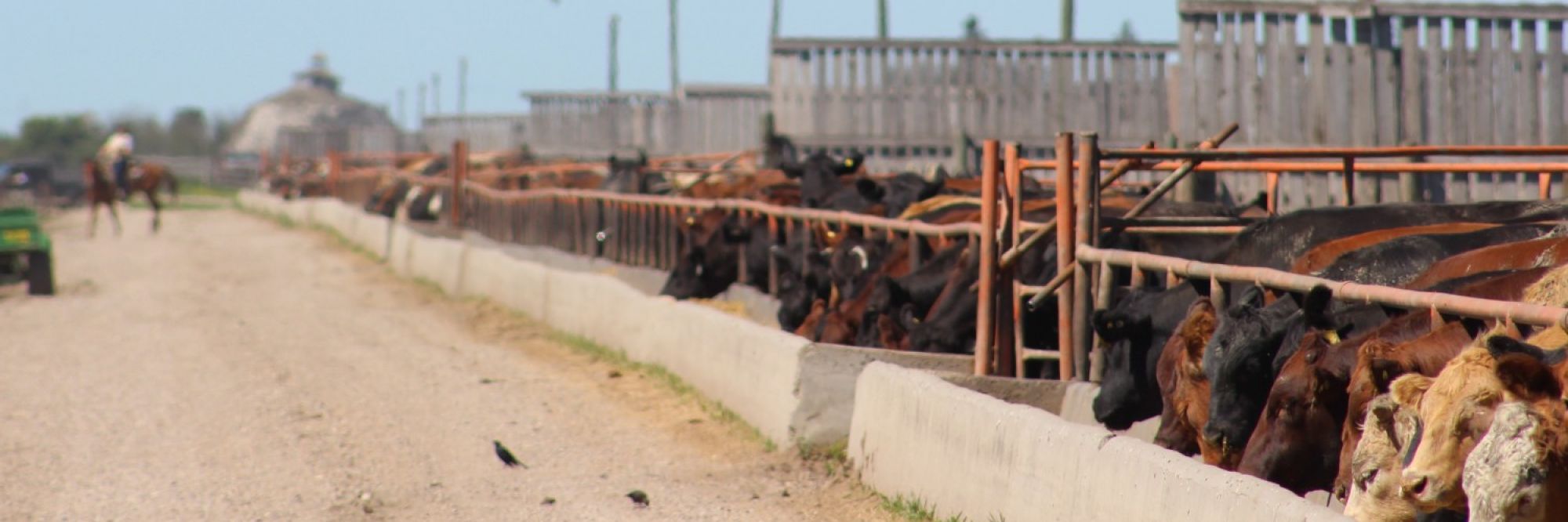 Canada’s First Integrated  Feedlot / Ethanol Facility